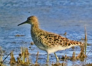 Ноцоо ноололдой